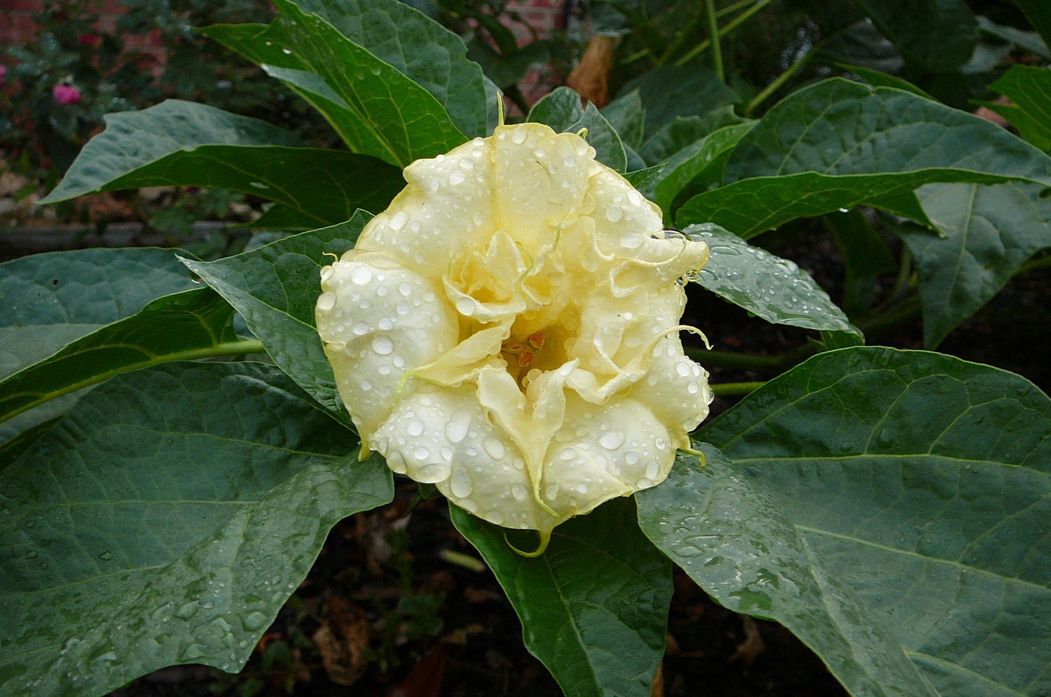 seeds for  Creamy yellow double Datura bush