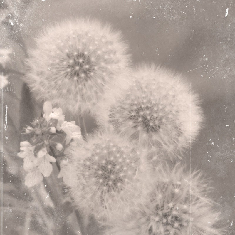 Dandelions 3 Square . Fine art print on natural white, matte, ultra smooth, 100% cotton rag . Sepia, Soft, Romantic, Dreamy, Whimsical 11x11