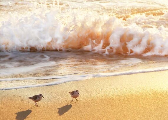 Love Birds No. 4  - Beach Photograph - 5" x 7" - Jersey Shore