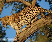 A Leopard Named Lucy - Fine Art Photograph, 8x12 (A4)