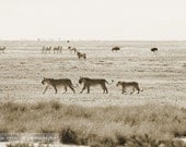 A Pack of Lions - Fine Art Photograph, 8x12 (A4)