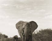The Elephant on the Road - Fine Art Photograph, 8x12(A4)