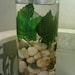 Wedding Centerpiece, Glass Vase, Tealight Candle Holders with Rocks, Plants, Floating Candles
