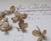 Ledger Paper 5/5.00 Pages with Delightful Old Handwriting for use in Mixed Media, Altered Art, Steampunk  and Scrapbooking