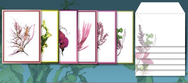SeaweedArt Greeting Cards Tidepool Assortment
