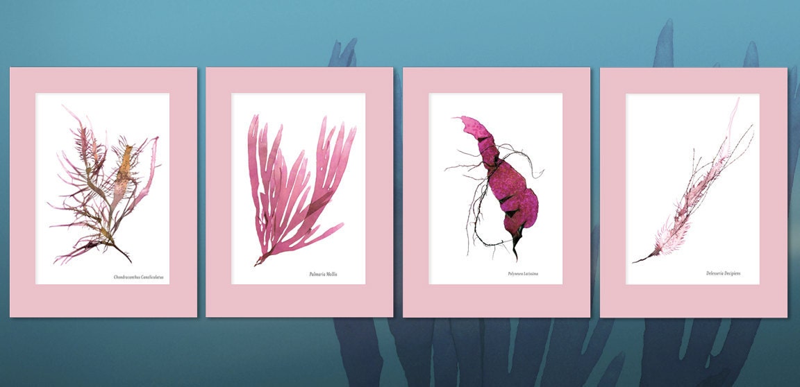 Assorted Pink Seaweed Prints