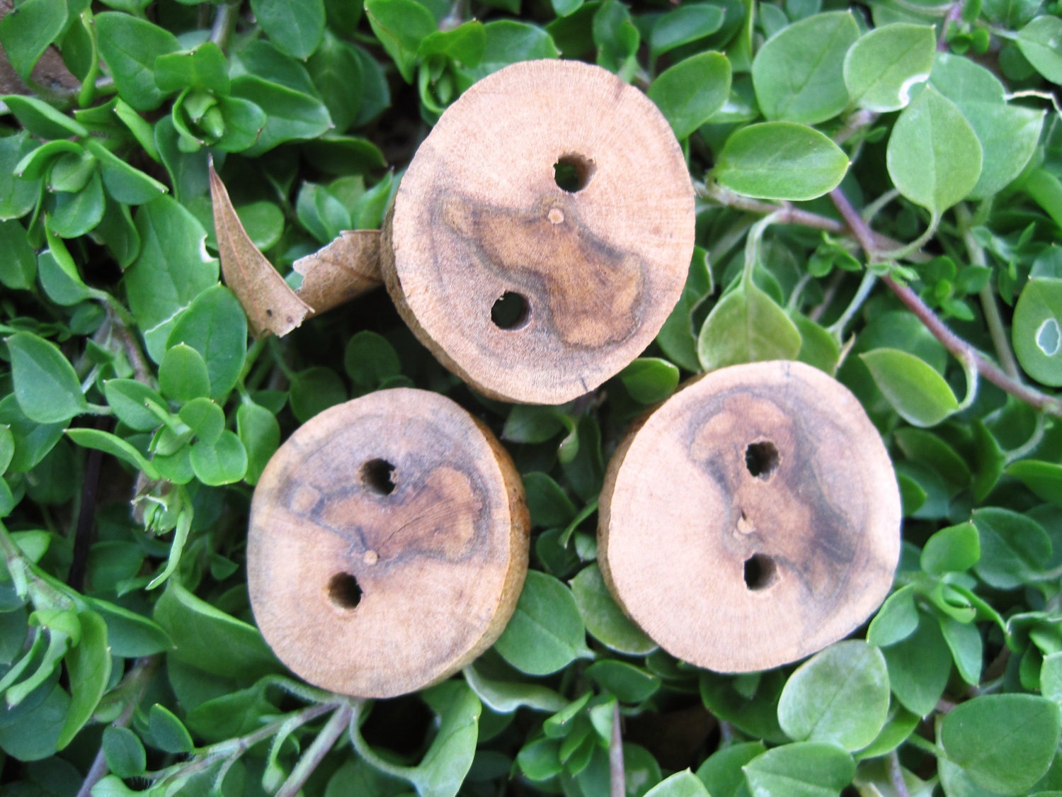 Maple Tree Branch Buttons for Knitting, Crochet, or other Craft Projects (Set of 3)