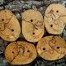 Spalted Maple Rustic Wooden Tree Branch Buttons. Perfect Accessory for Knitting, Crochet, Totes, Purses or Journals- Set of 5