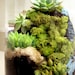 Another World Succulent Waterfall Terrarium