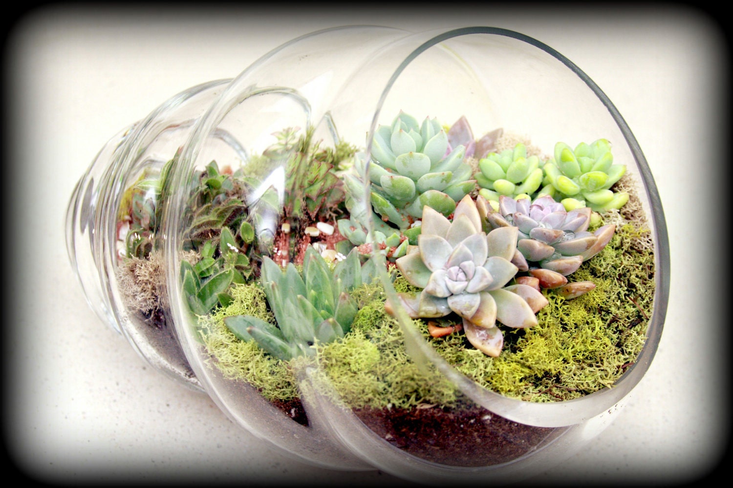 Another World Glass Sea Shell Terrarium