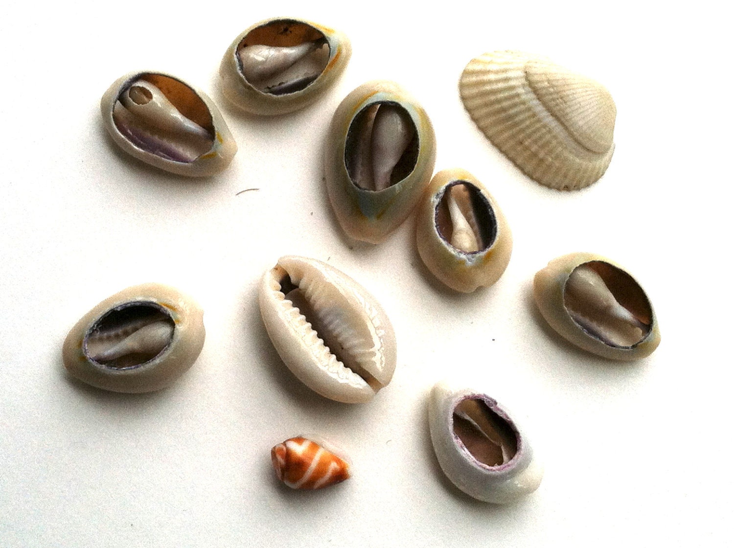 Sea Shells - 10 count detash bag - IdleHandsYarnSupply