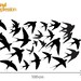 Swallow birds Vinyl Wall Stickers