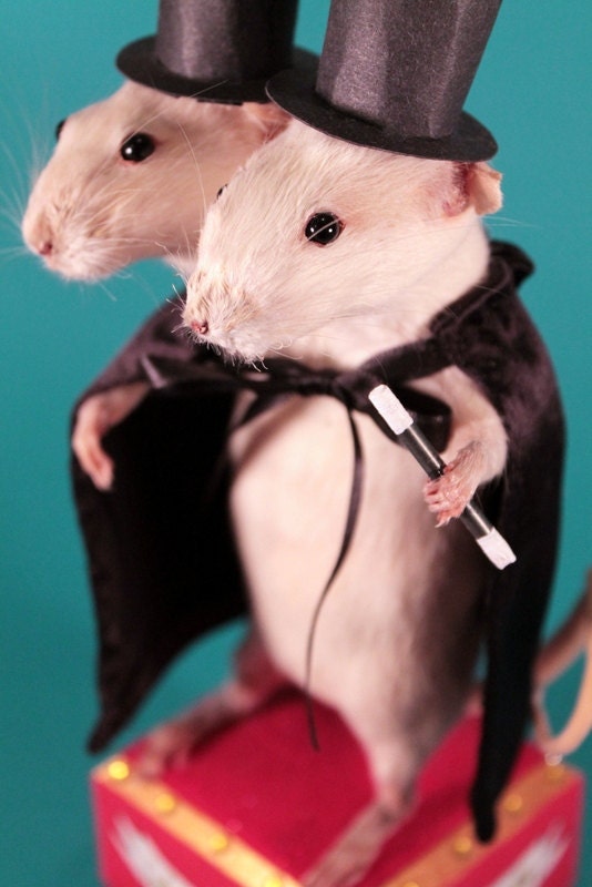 RESERVED Otto & Gunther: World Famous Touring Sideshow Magicians, Rogue Taxidermy Piece