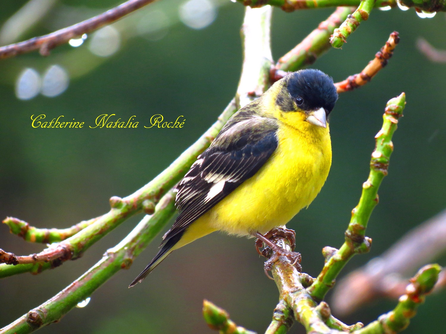 Yellow Finches