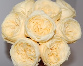 Preserved Garden Roses - Multiple Colors Available