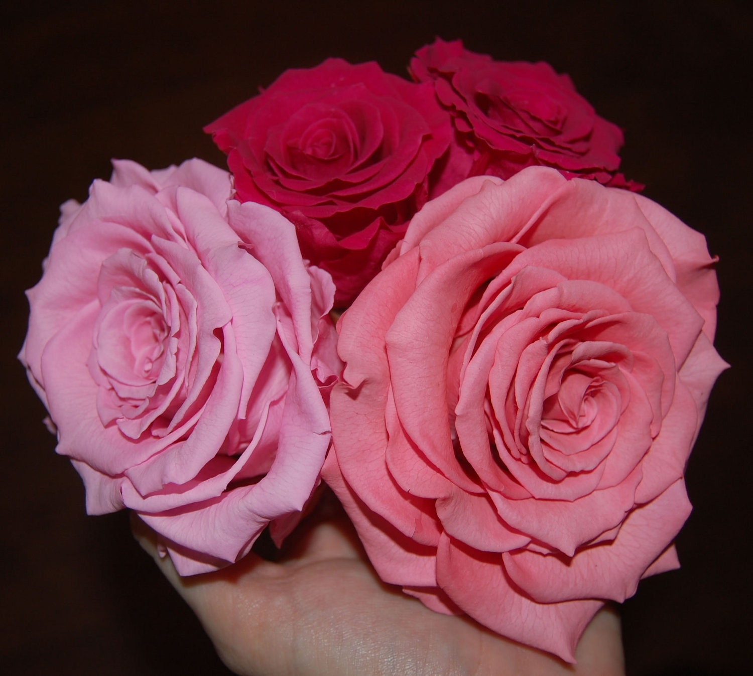 Preserved Roses (stemmed) - Multiple Sizes and Colors Available