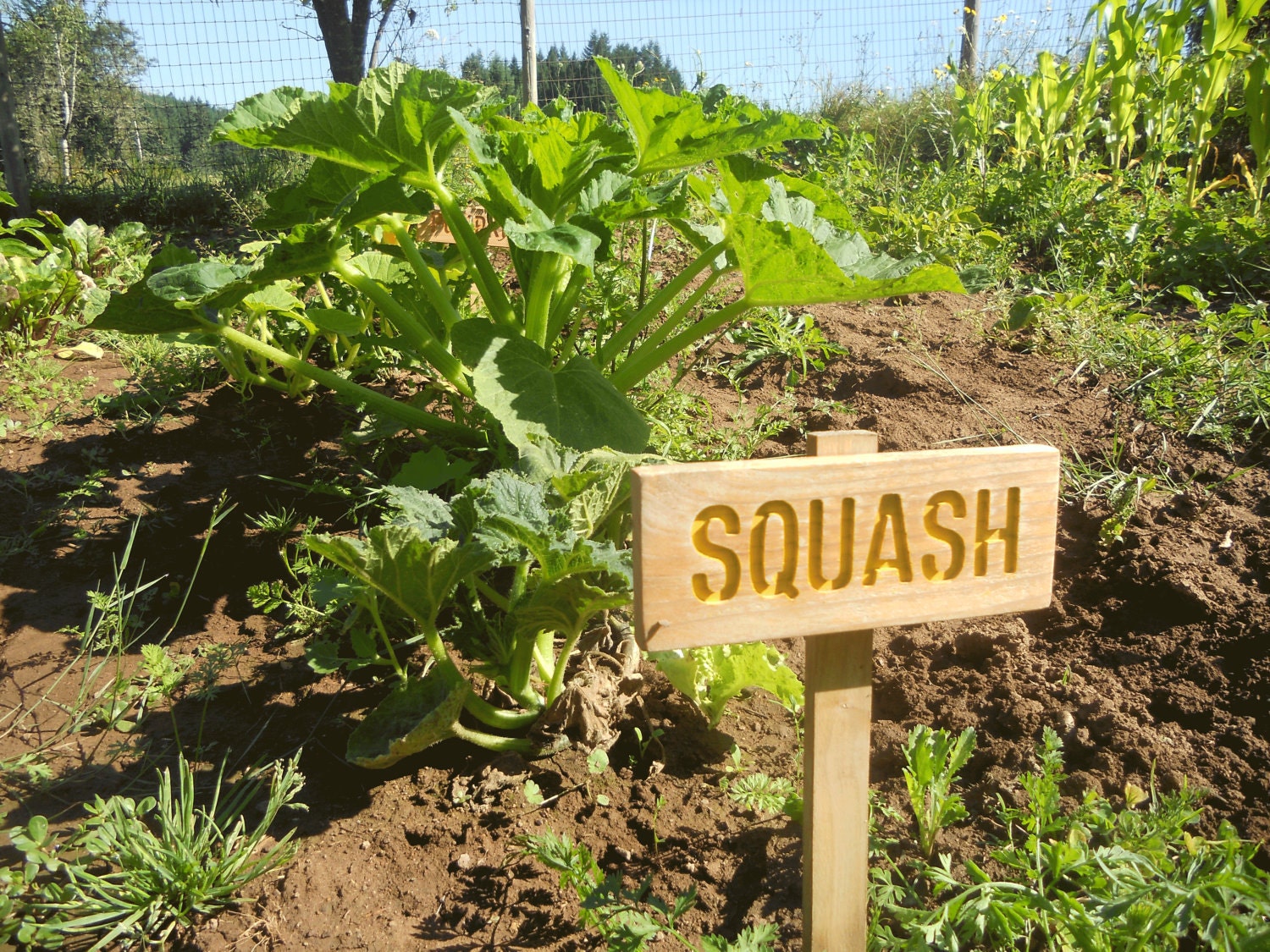 Plant Marker, SQUASH Garden Sign, Painted & Oil Sealed Cedar Wood: Hand Routed