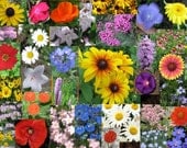 12 SEED BOMBS, mostly perennial, sow late fall to very early spring,  guerrilla gardening, reclaiming waste space, making a flower meadow, - Shantiplantsandseeds