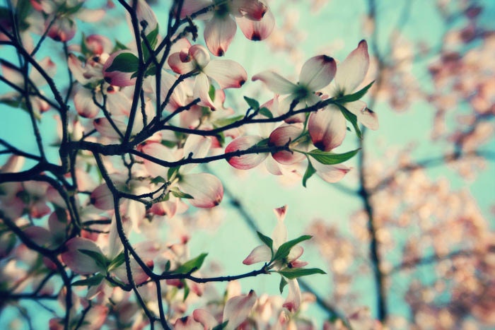 Flower Photography, Nature, spring blossoms, aqua blue, floral, romantic, dreamy, shabby chic, Soft, modern vintage inspired, , antique blue
