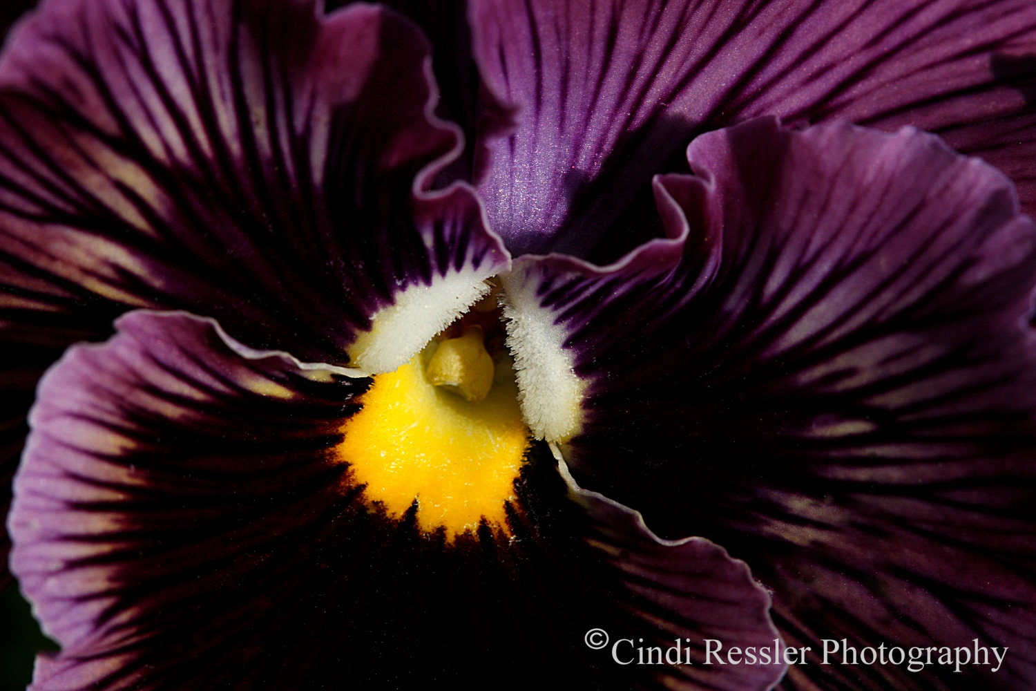 Purple Pansy, 5x7 Fine Art Photography, Floral Photography, Flower Photography - CindiRessler