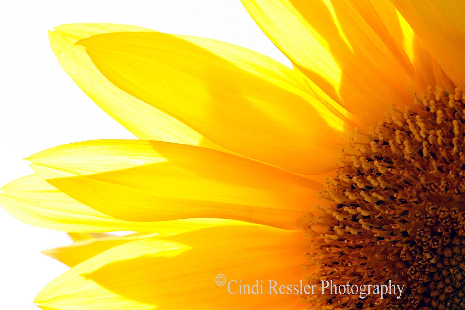 Sunflower 2, 5x7 Fine Art Photography, Floral Photography, Flower Photography - CindiRessler