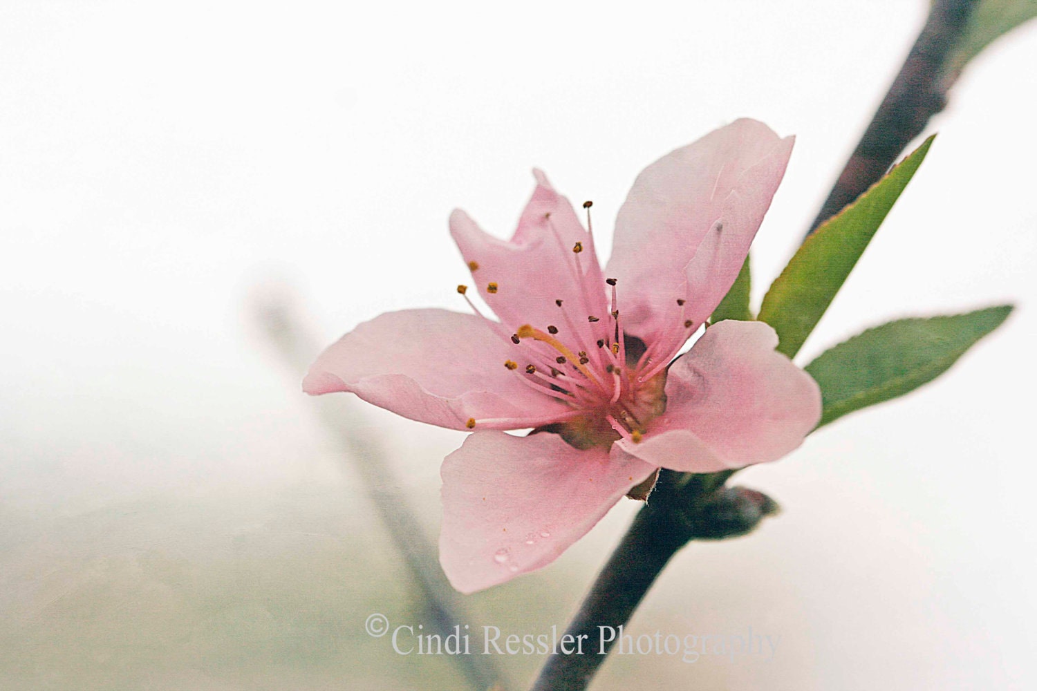 Peach Blossom, 5x7 Fine Art Photography, Flower Photography, Floral Photography - CindiRessler