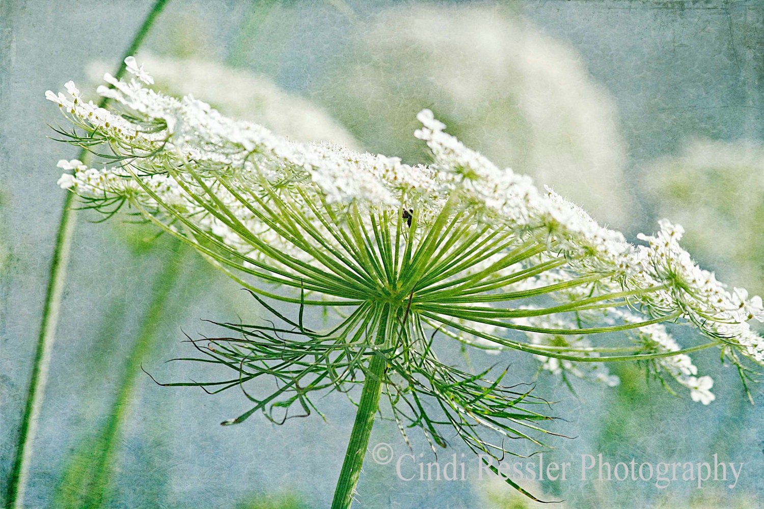 Queen Anne's Lace 3, 5x7 Fine Art Photography, Flower Photography, Floral Photography - CindiRessler