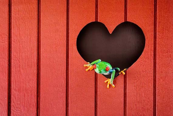 Red Heart Art - Red Valentines Day Heart - A LIVE Frog - Heart Art Print