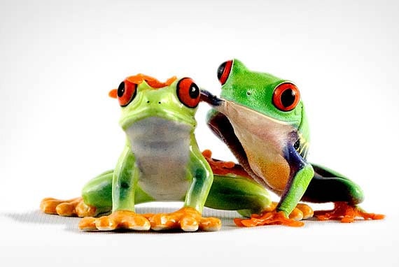 frog friends