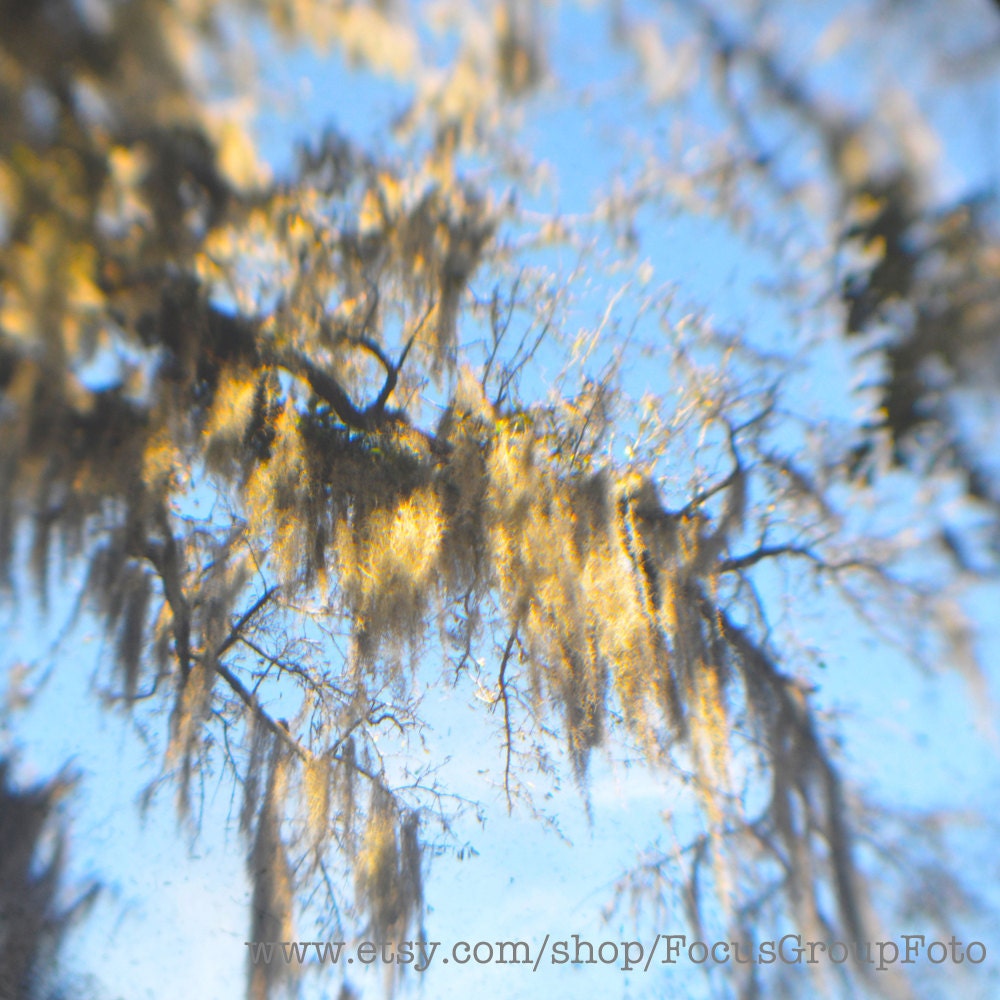 Spanish Moss Photograph Yellow Blue Sky Southern Tree Wall Decor Savannah Georgia TTV by Tabora