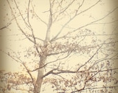 Tree Photograph  Metallic Paper Surreal Parchment Vintage Color Spring Summer Home Decor by Tabora