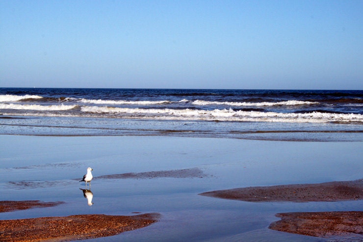 Seagull on Beach Fine Art Photograph 8x10 inches