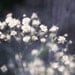 Baby's Breath Fine Art Photograph 8x10 inches