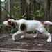 Vintage miniature dog-pointer