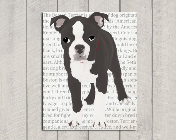 Boston Terrier Art Print - Modern Dog Art - 8x10
