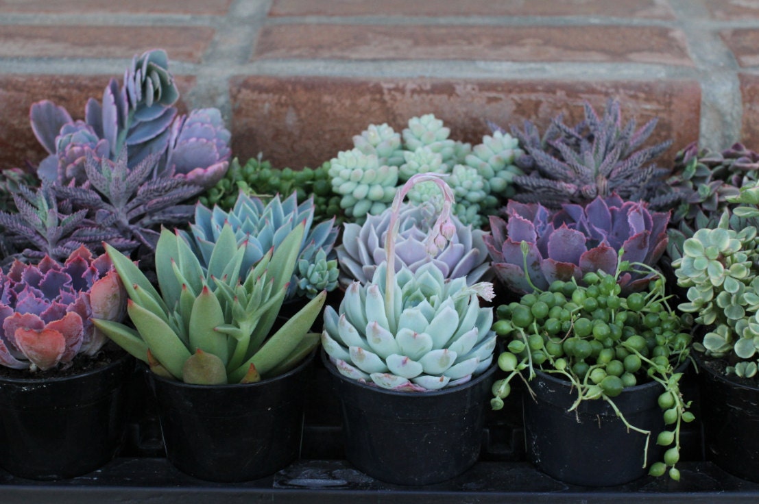Succulent Plants - A Variety Of 18 Medium Size Succulents For Garden, Wedding, Favors, Centerpieces, Boutonnieres and More