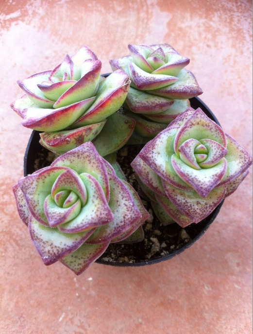 Succulent Plant - Crassula Perforata String of Buttons