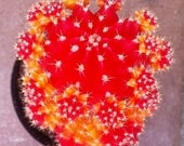 Cactus Plant - Grafted 'Moon Cactus' Bright Orange