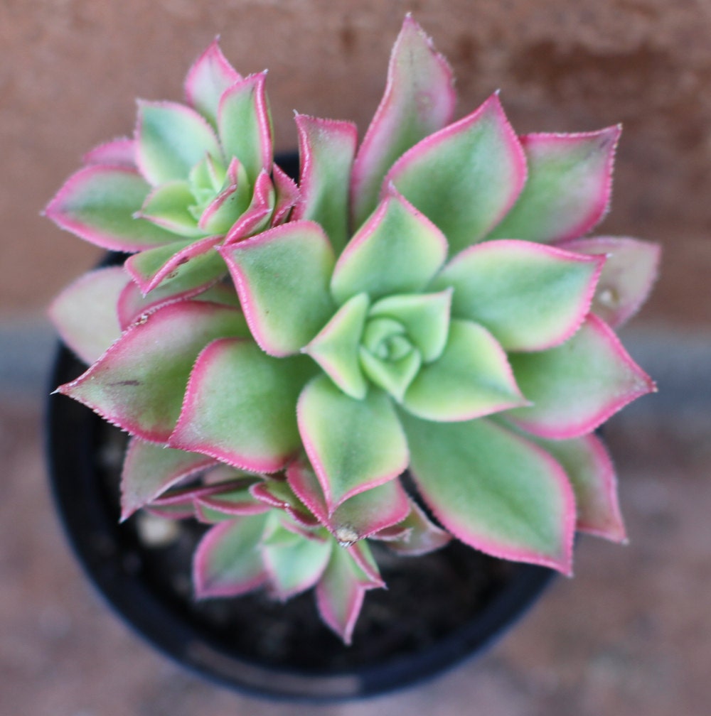 Succulent Plant - Aeonium 'Kiwi'
