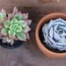 Succulent Plant - Aeonium 'Kiwi'