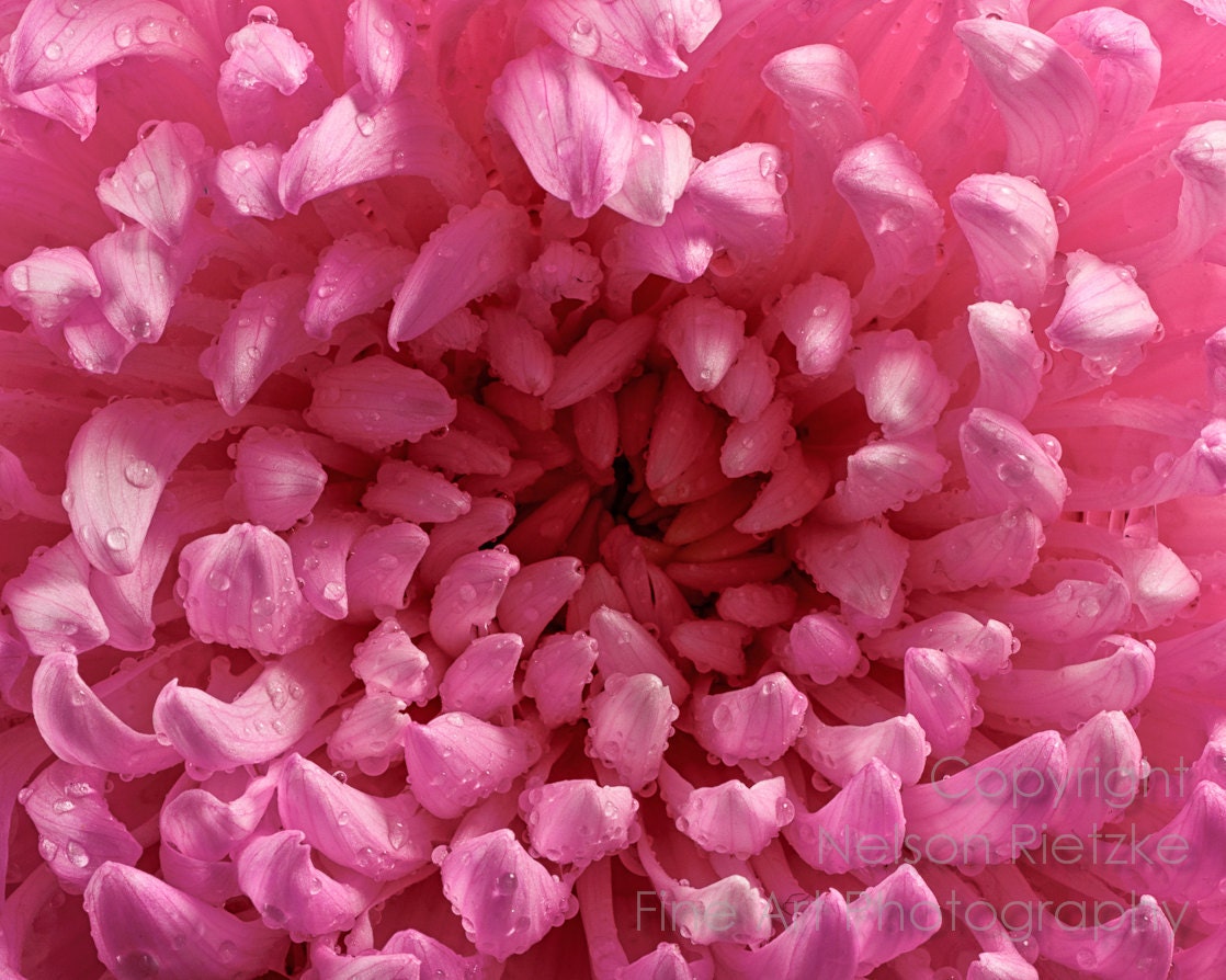 8x10 Print, Macro Photograph, Dew Covered Pink Flower - NelsonRietzke
