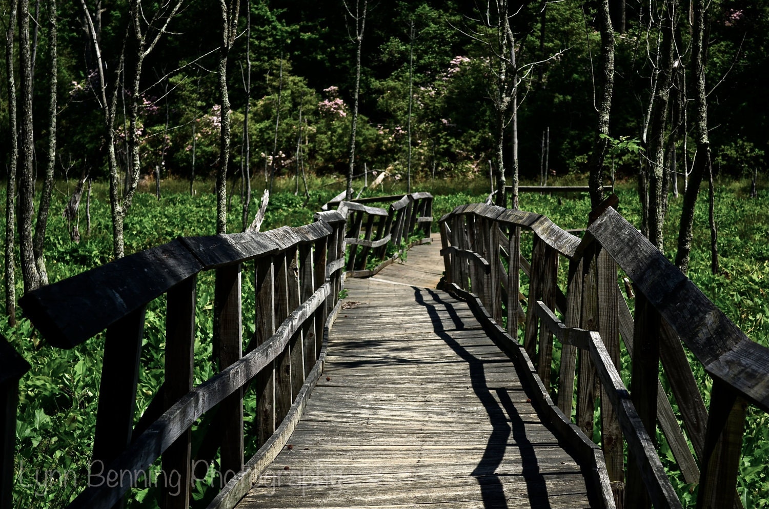 Crooked Bridge in Calvert Cliffs
