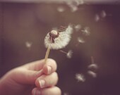 Blowing Dandelion Seeds - Fine Art 10'' x 8'' Photographic Print