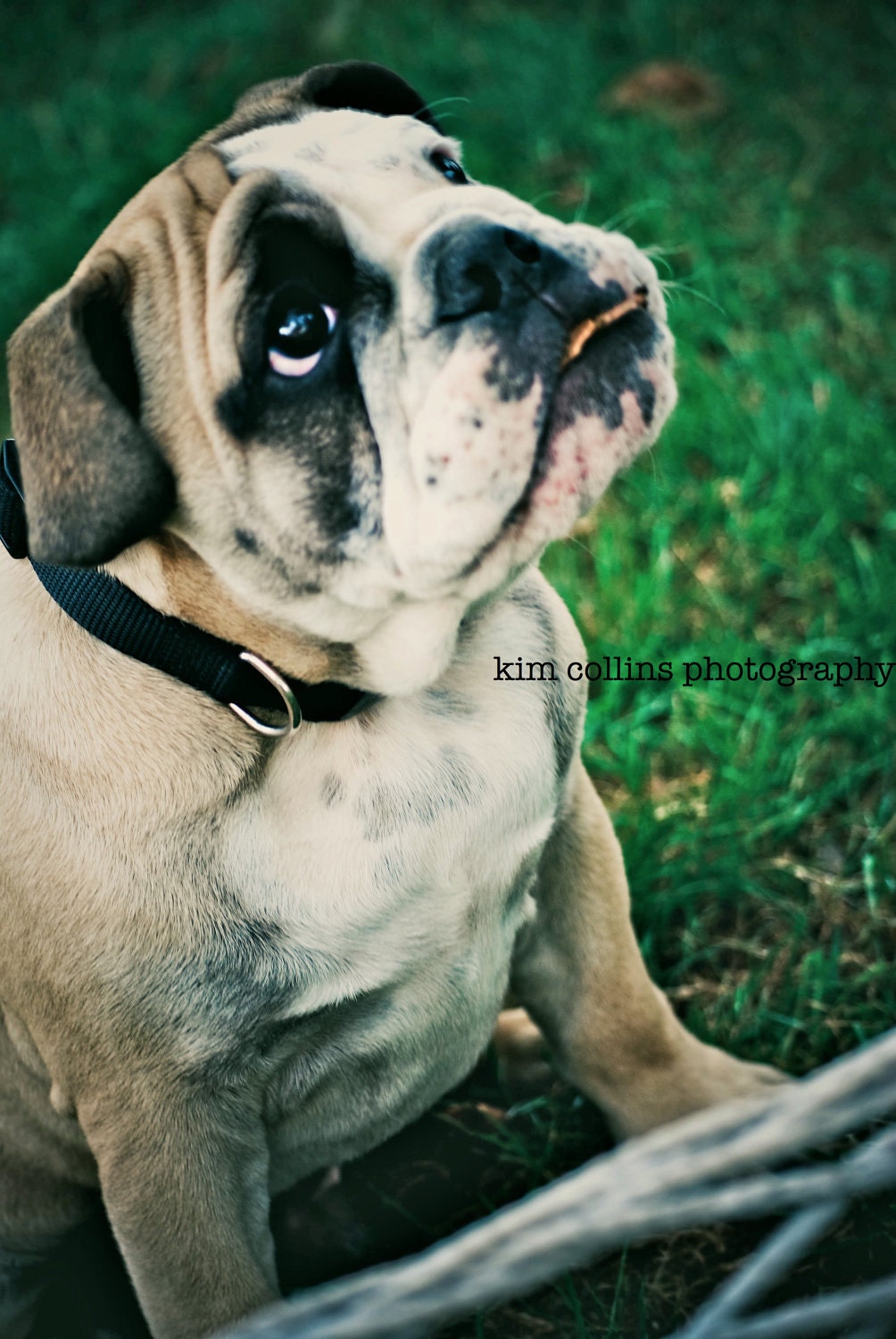 What's That I See-Animal Photography- 10x15-Other Sizes Available-English Bulldog-Color Photography-Animal Lover