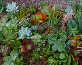 100 SUCCULENT CUTTINGS