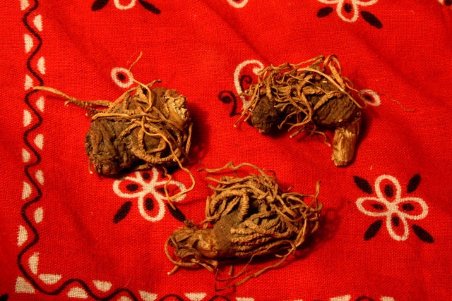 Dixie John - Beth Root - Trillium - Southern John - Hoodoo - Magic - Occult - Love Spell - Wicca