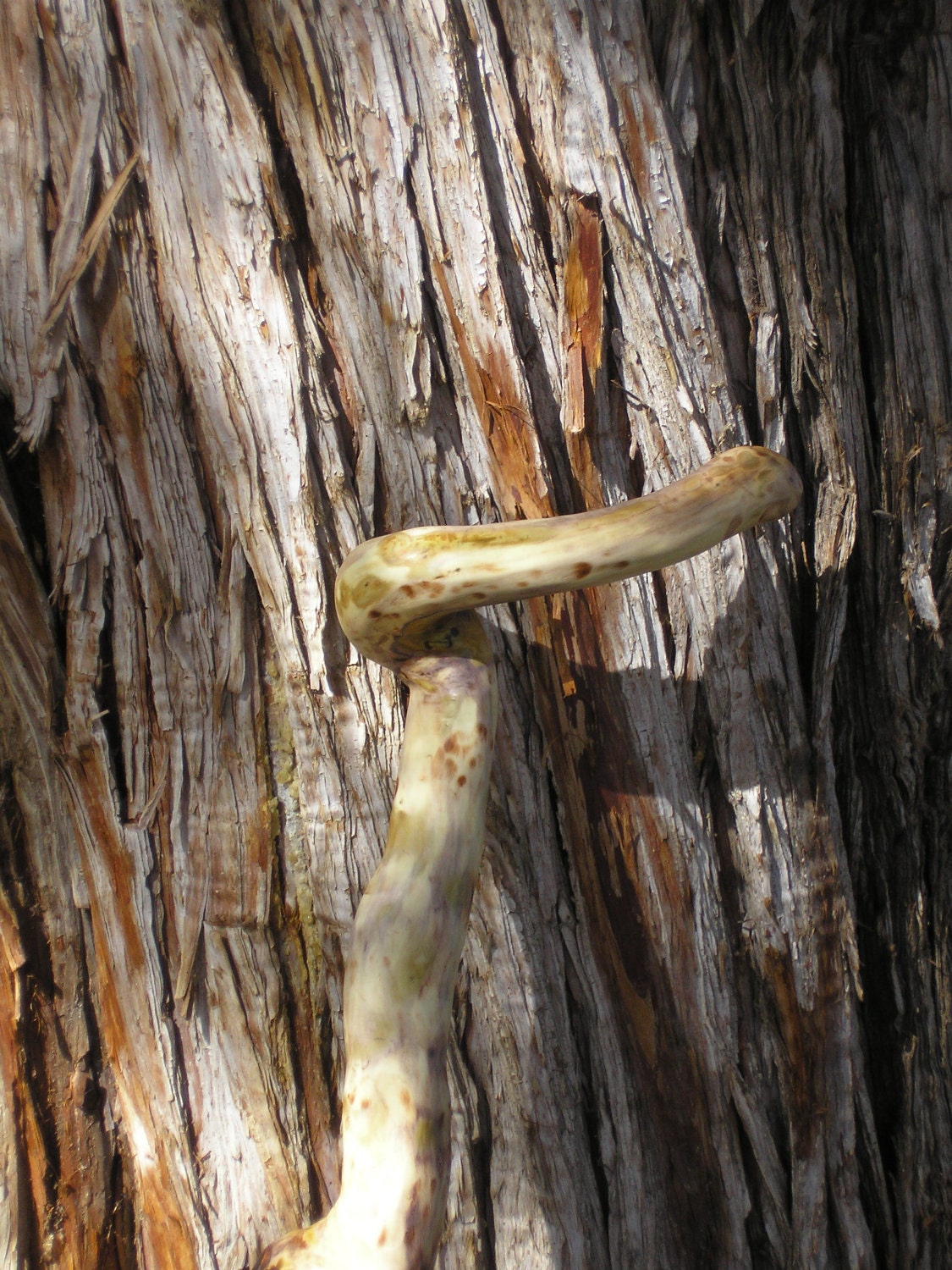 Free Ship USA Cane made of Madrone branch