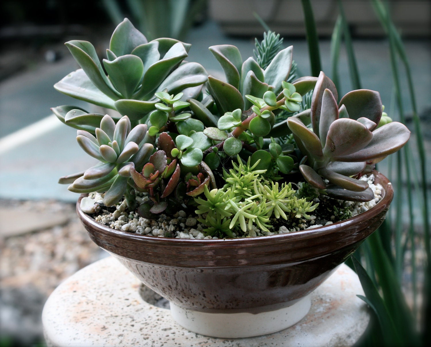 Palm Springs Inspired Succulent and Cactus Planted in Mid Century Style Pot
