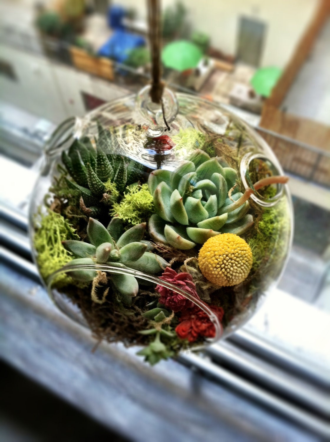 Hanging Succulent Terrarium (6 inch diameter)