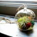 Mini Hanging Air Plant Terrarium with Painted Balsa Wood Flowers (4 inch diameter)